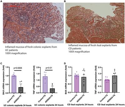 ADS024, a single-strain live biotherapeutic product of Bacillus velezensis alleviates dextran sulfate-mediated colitis in mice, protects human colonic epithelial cells against apoptosis, and maintains epithelial barrier function